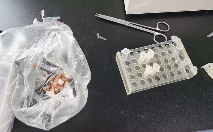 豬肉組織丝瓜污视频入口前