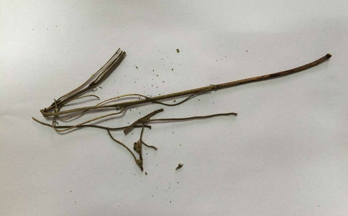 棉花莖丝瓜污视频入口前