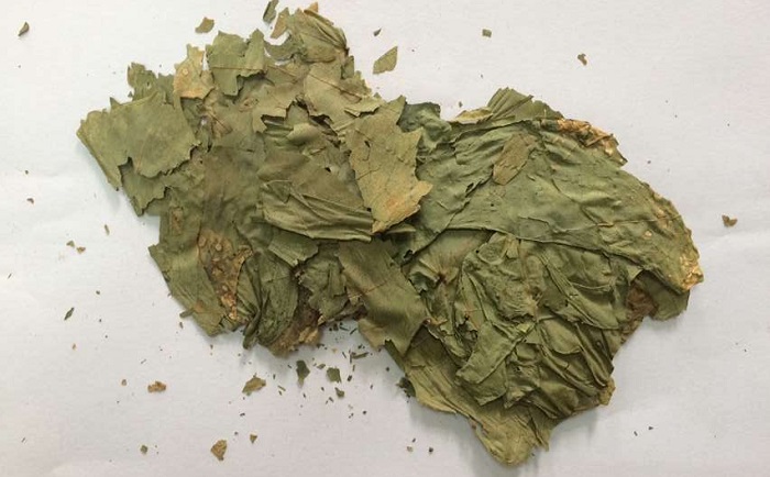 棉花葉丝瓜污视频入口